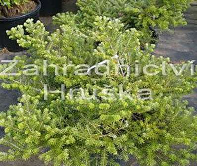 jedle - Abies koreana 'Aurea Nana'