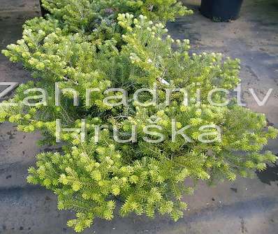 jedle - Abies koreana 'Aurea Nana'
