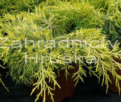 jalovec - Juniperus media 'Golden Saucer'
