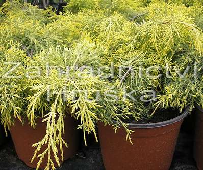 jalovec - Juniperus media 'Golden Saucer'