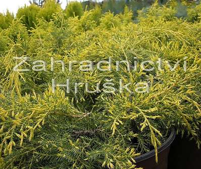 jalovec - Juniperus media 'Golden Saucer'
