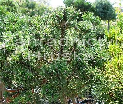 Borovice - Pinus mugo 'Mini Mops'