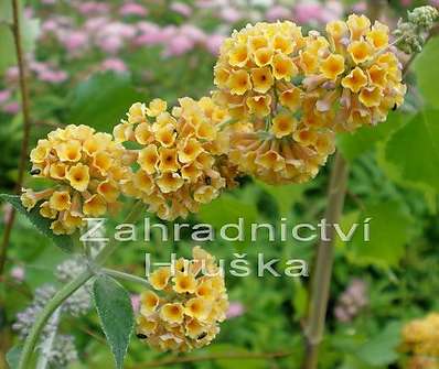 komule - Buddleja x  weyeriana 'Sungold'