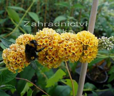 komule - Buddleja x  weyeriana 'Sungold'