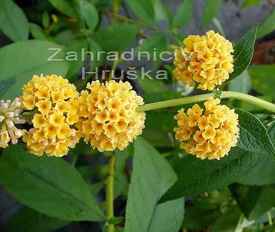 komule - Buddleja x  weyeriana 'Sungold'