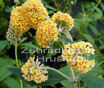 komule - Buddleja x  weyeriana 'Sungold'