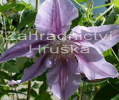 plamének - Clematis 'Dr. Ruppel'