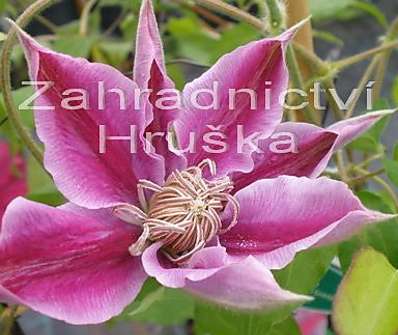 plamének - Clematis 'Dr. Ruppel'