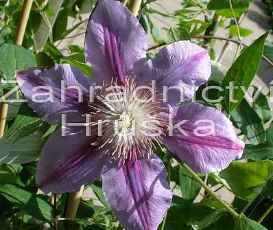 plamének - Clematis 'Dr. Ruppel'