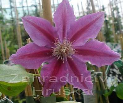 plamének - Clematis 'Dr. Ruppel'