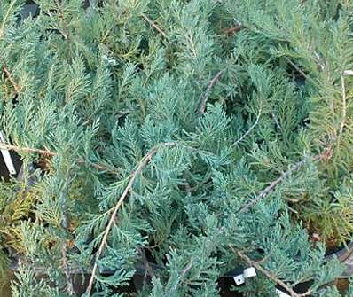 jalovec - Juniperus horizontalis 'Alpina'