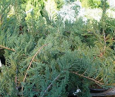 jalovec - Juniperus horizontalis 'Alpina'
