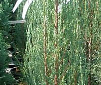 jalovec - Juniperus scopulorum 'Blue Arow'