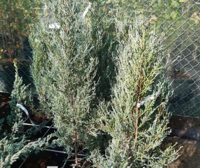 jalovec - Juniperus scopulorum 'Blue Arow'