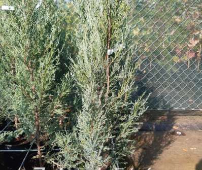 jalovec - Juniperus scopulorum 'Blue Arow'