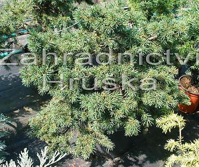 smrk - Picea abies 'Milan'