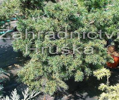 smrk - Picea abies 'Milan'