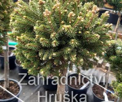 smrk - Picea abies 'Milan'