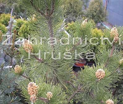 Borovice - Pinus nigra 'Nana Wurstle'....
