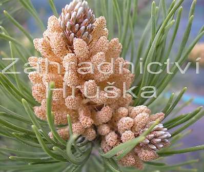 Borovice - Pinus nigra 'Nana Wurstle'....
