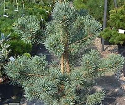 Borovice - Pinus sylvestris 'Watererii'.