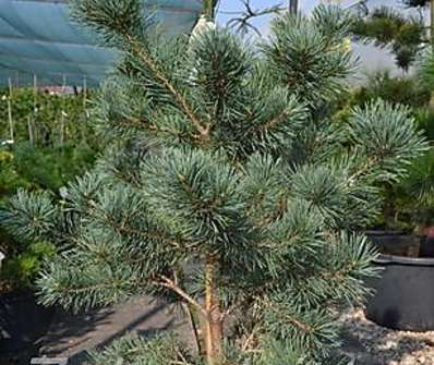 Borovice - Pinus sylvestris 'Watererii'.