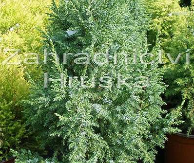 jalovec - Juniperus pingii 'Loderii'