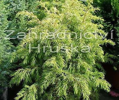 jalovec - Juniperus communis 'Aurea Nana'.