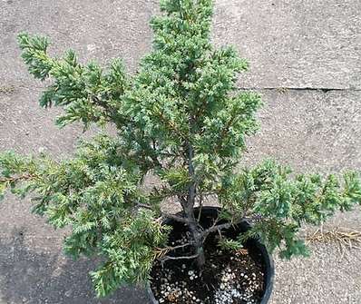 jalovec - Juniperus squamata 'Blue Schweden'