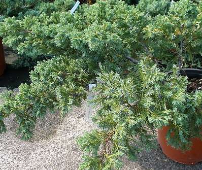 jalovec - Juniperus squamata 'Blue Schweden'