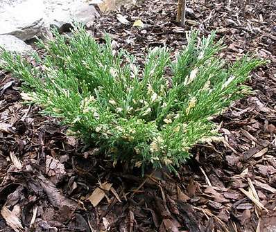 jalovec - Juniperus horizontalis 'Andora Compacta Variegata'