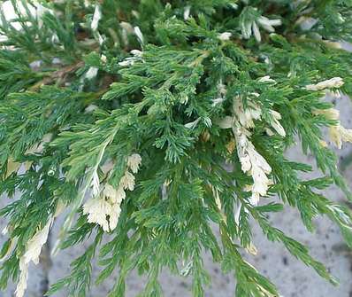 jalovec - Juniperus horizontalis 'Andora Compacta Variegata'