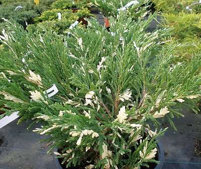 jalovec - Juniperus horizontalis 'Andora Compacta Variegata'
