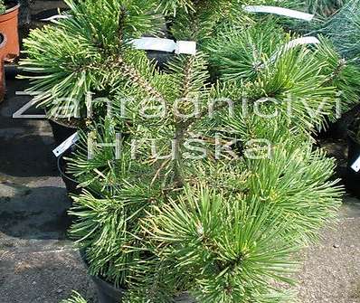 Borovice - Pinus mugo 'Schweizer Tourist'