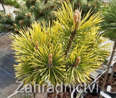 Borovice - Pinus mugo 'Schweizer Tourist'