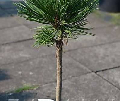 Borovice - Pinus leucodermis 'Pirin' KM