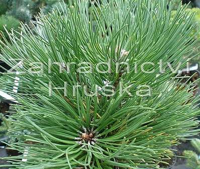 Borovice - Pinus nigra 'Smaragd'.