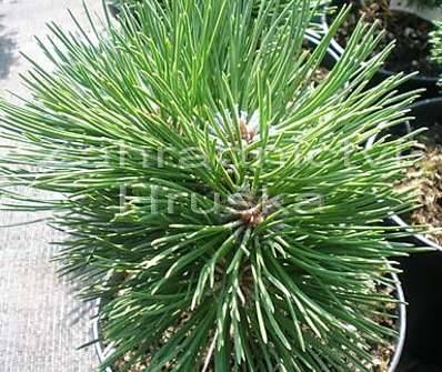Borovice - Pinus nigra 'Smaragd'.