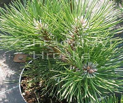 Borovice - Pinus nigra 'Smaragd'.