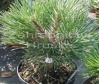 Borovice - Pinus nigra 'Smaragd'.