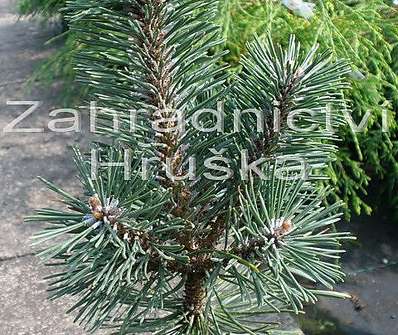 Borovice - Pinus mugo 'Columnaris'