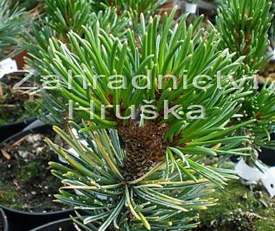 Borovice - Pinus aristata