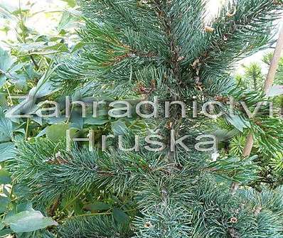 Borovice - Pinus aristata