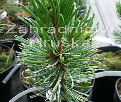 Borovice - Pinus aristata
