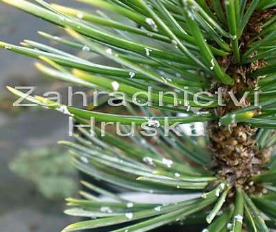 Borovice - Pinus aristata