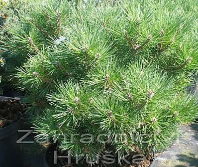 Borovice - Pinus densiflora 'Jane Kluis'.