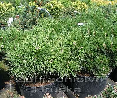 Borovice - Pinus densiflora 'Jane Kluis'.