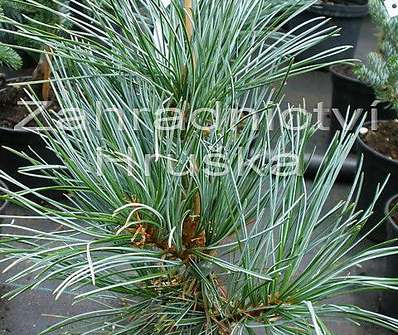 Borovice - Pinus koraiensis 'Glauca'