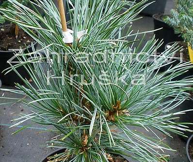 Borovice - Pinus koraiensis 'Glauca'