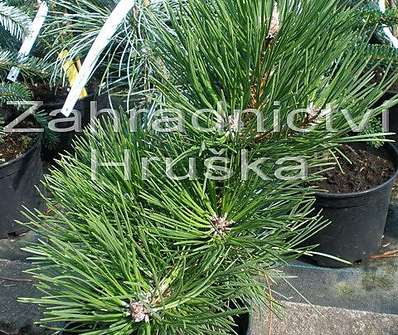 Borovice - Pinus nigra 'Helga'